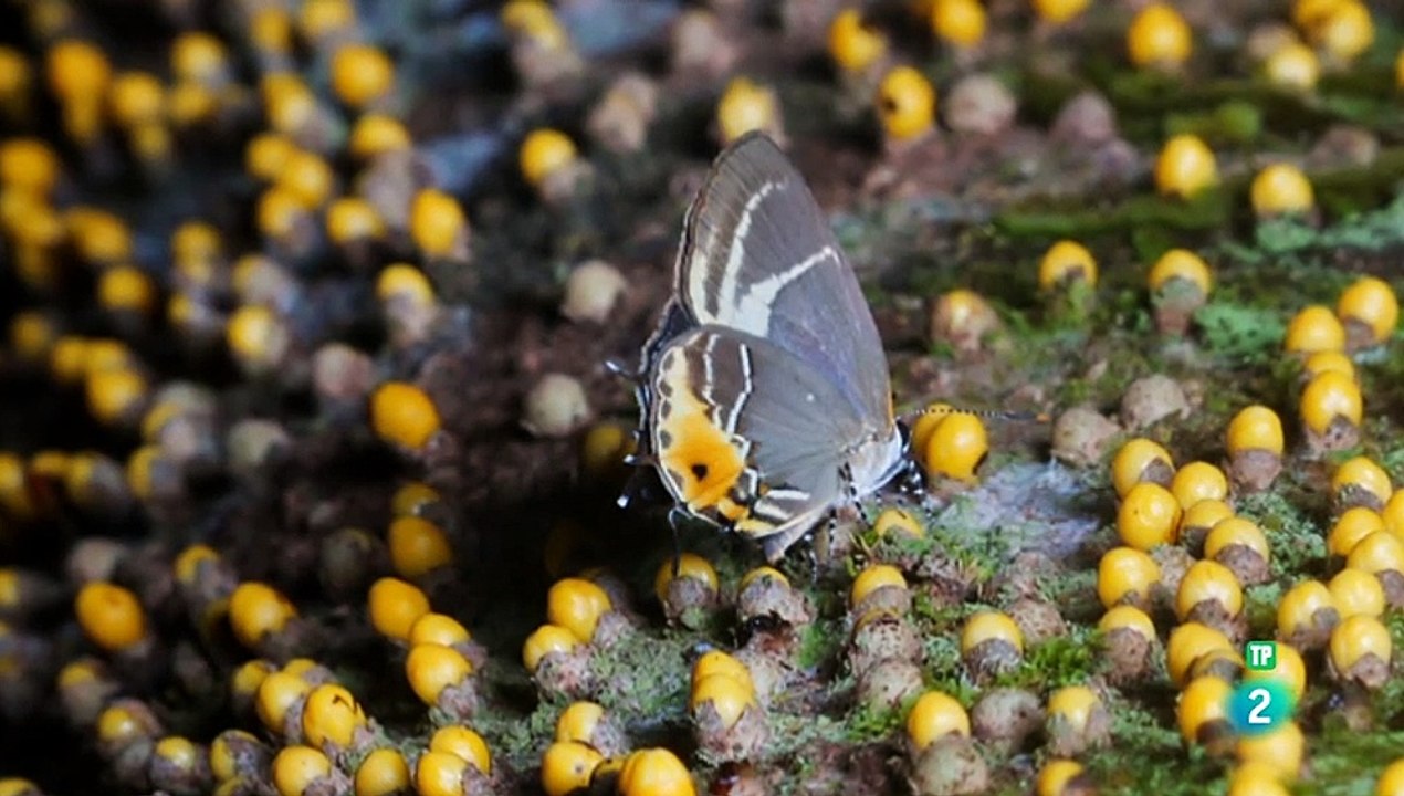 Extrañas maravillas del mundo. Serie 2 - DOCUMENTAL - DOCUMENTALES CIENCIA - DOCUMENTALES INTERESANTES -DOCUMENTALES DE LA 2