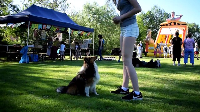 Spring 2017 |Luca SHETLAND SHEEPDOG