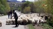 Koyun sürüsü karayoluna çıktı, sürücüler ne yapacağını şaşırdı...O  anlar kamerada