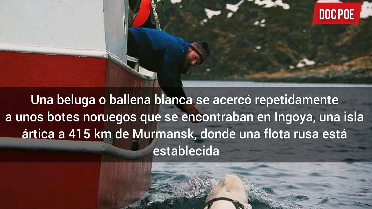 DESCUBREN BALLENA ESPÍA RUSA