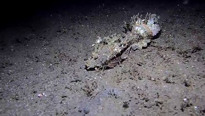 Spiny Devilfish Chases Diver Away