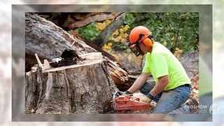Tree Lopping Services Sydney | The Tree Doctor
