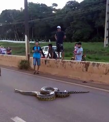 Đoàn xe dừng bánh chờ con trăn qua đường