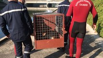 Après avoir été sorti de l’eau, le chevreuil a été placé dans une cage puis remis en liberté