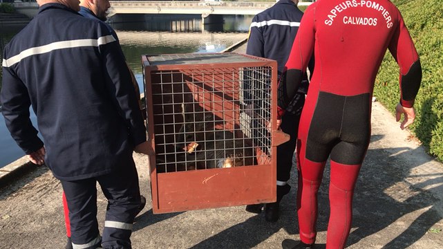 Après avoir été sorti de l’eau, le chevreuil a été placé dans une cage puis remis en liberté