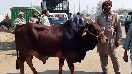 BEAUTIFUL BACHRAY FOR SALE IN LAHORE BAKRA MANDI 13 March 2018 -