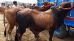 Brahman Bull Check Kerain - Lahore Bakra Mandi for Qurbani Eid 2018 - BakraEid in Pakistan