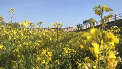 Tarihi Sarayiçi'nin Sevimli Tayları İlgi Topluyor