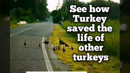 Turkey saved the life of his friends