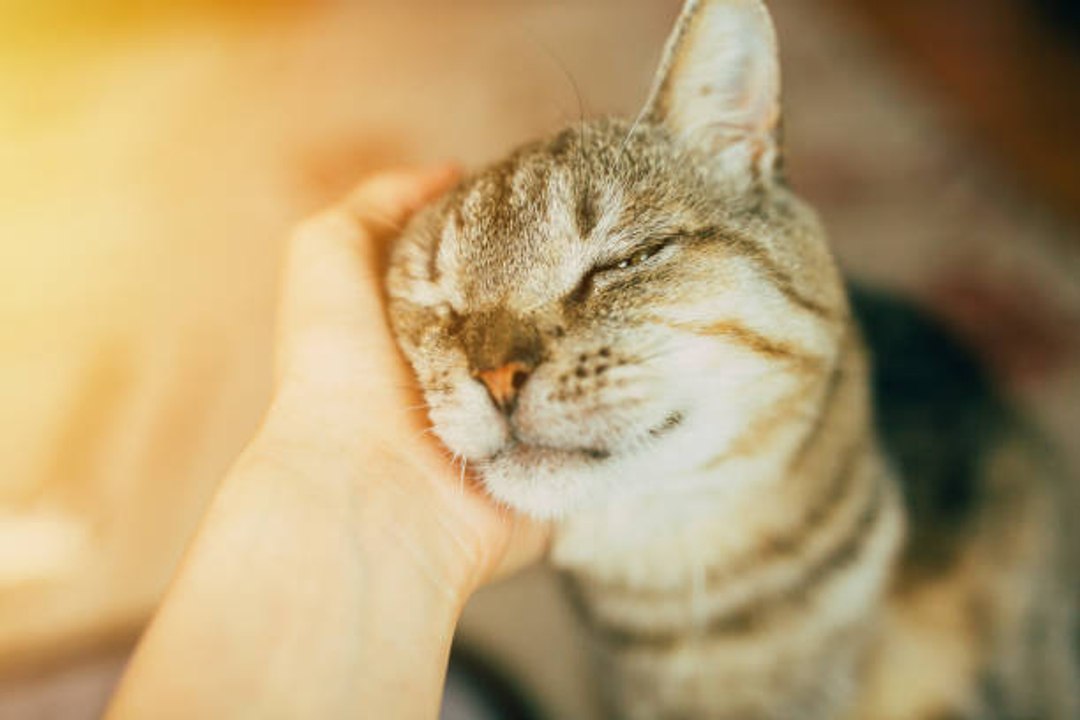 5 idées préconçues sur les choses qui rendent nos chats heureux
