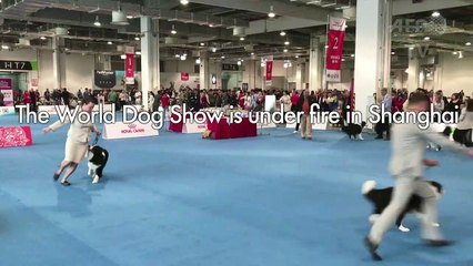 Animal activists slam Shanghai dog show