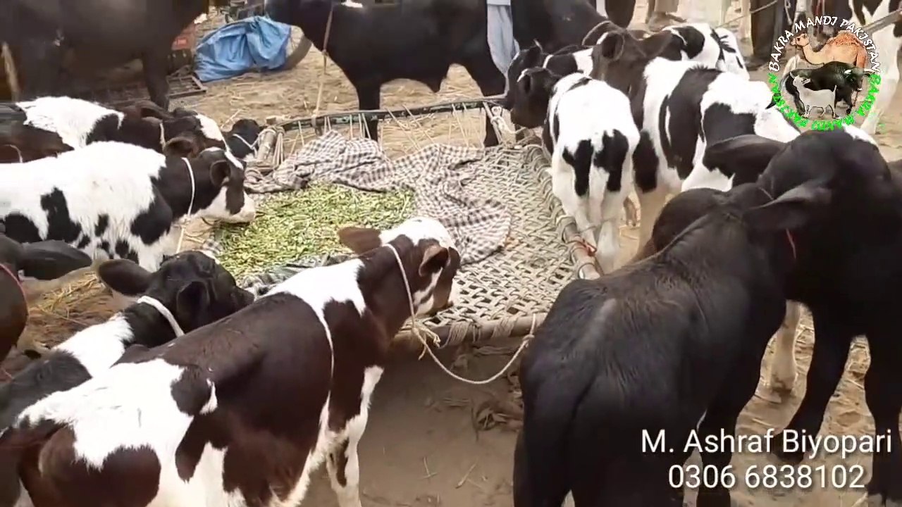 Buffalos and Australian Friesian Calfs for Sale and Purchase in Lahore Cow and Bakra Mandi 2018