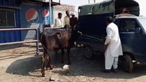 Bull for Qurbani - Angry Bull - Angry Sahiwal Bull for Qurbani