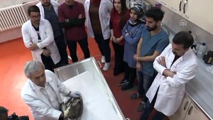 Yaralı kuşun kanadına kemik nakli - BİNGÖL