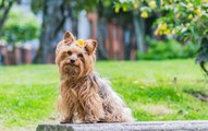 Tout savoir sur la stérilisation canine