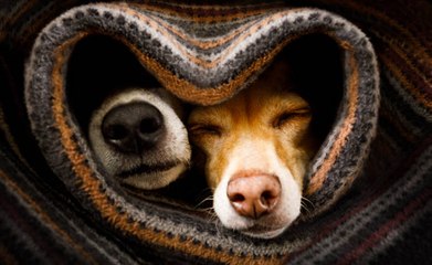 Chien en chaleur : comment réagir et ce qu'il faut savoir