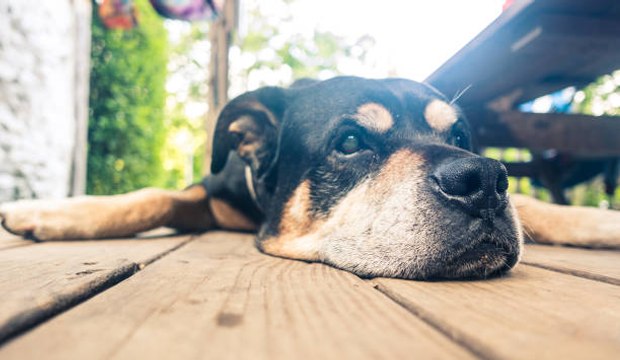 Comment calculer l'âge de son chien ?