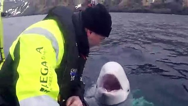Beluga whale 'trained by Russian military' found off Norway