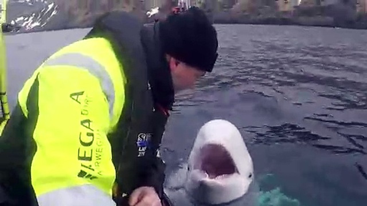 Beluga whale 'trained by Russian military' found off Norway
