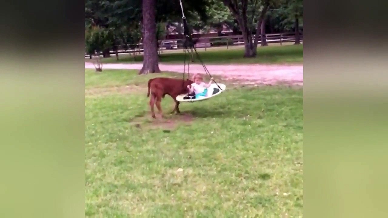 Playful calf gives little girl the best swing ride ever