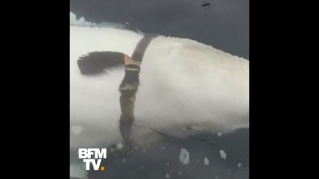 Un béluga, équipé d'un harnais, suspecté d'espionnage russe