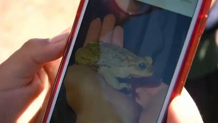 Telefonos app-al küzdenek a bolíviaiak a környezet védelméért