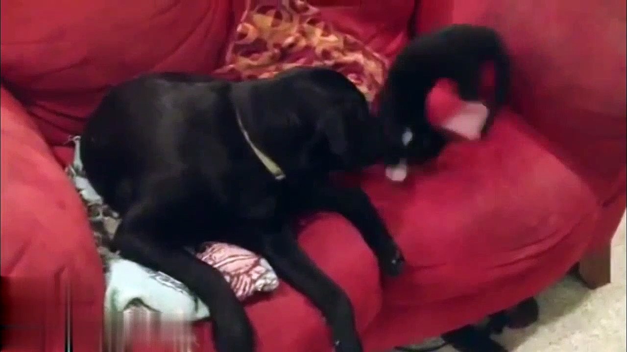 Cat and Kitten Vs Tail