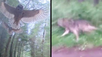 Owls Attack Drone & Wolf Stalks A Man