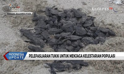 Jaga Kelestarian Populasi, Relawan Lepas Liar Tukik di Minahasa