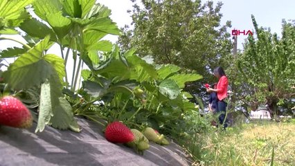 İzmir Urla'da Yetişmez Denilen Çilek Geçim Kaynağı Oldu