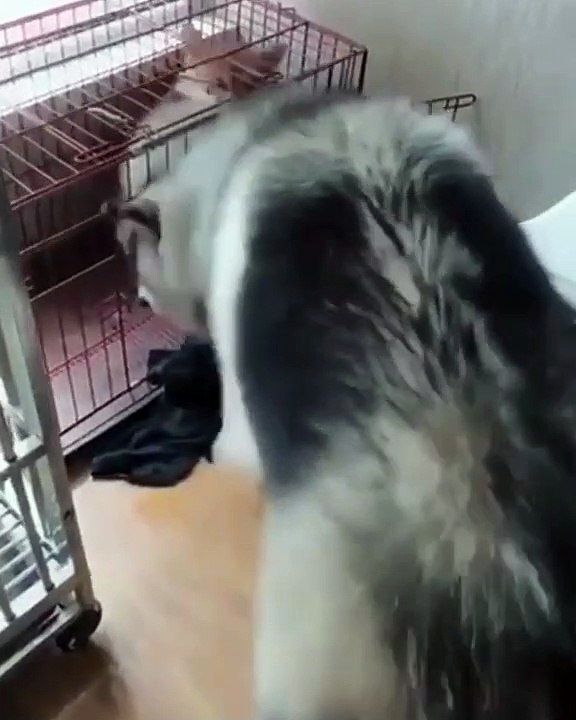 Ce gros chien est capable d'entrer dans une minuscule cage. Regardez !