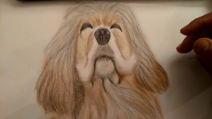 Drawing Dog Long Hair