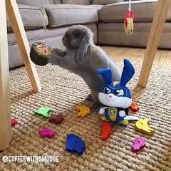 Quand un lapin confond ses jouets à de la nourriture. Hilarant !