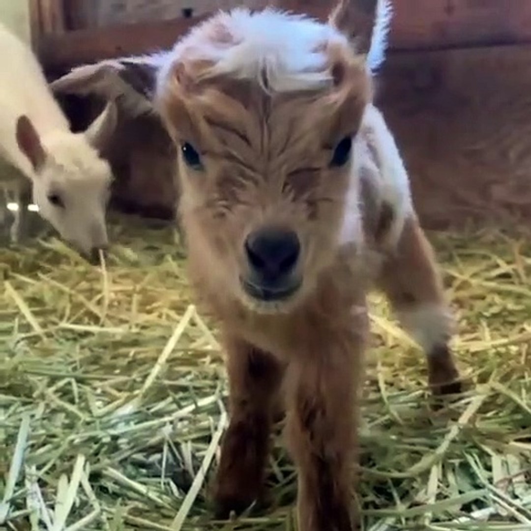 Ce Bebe Chevre Tout Mignon Sait A Peine Marcher Trop Cute Video Dailymotion