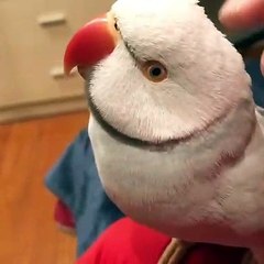 Ce que ce perroquet va dire vous surprendra. Ecoutez !