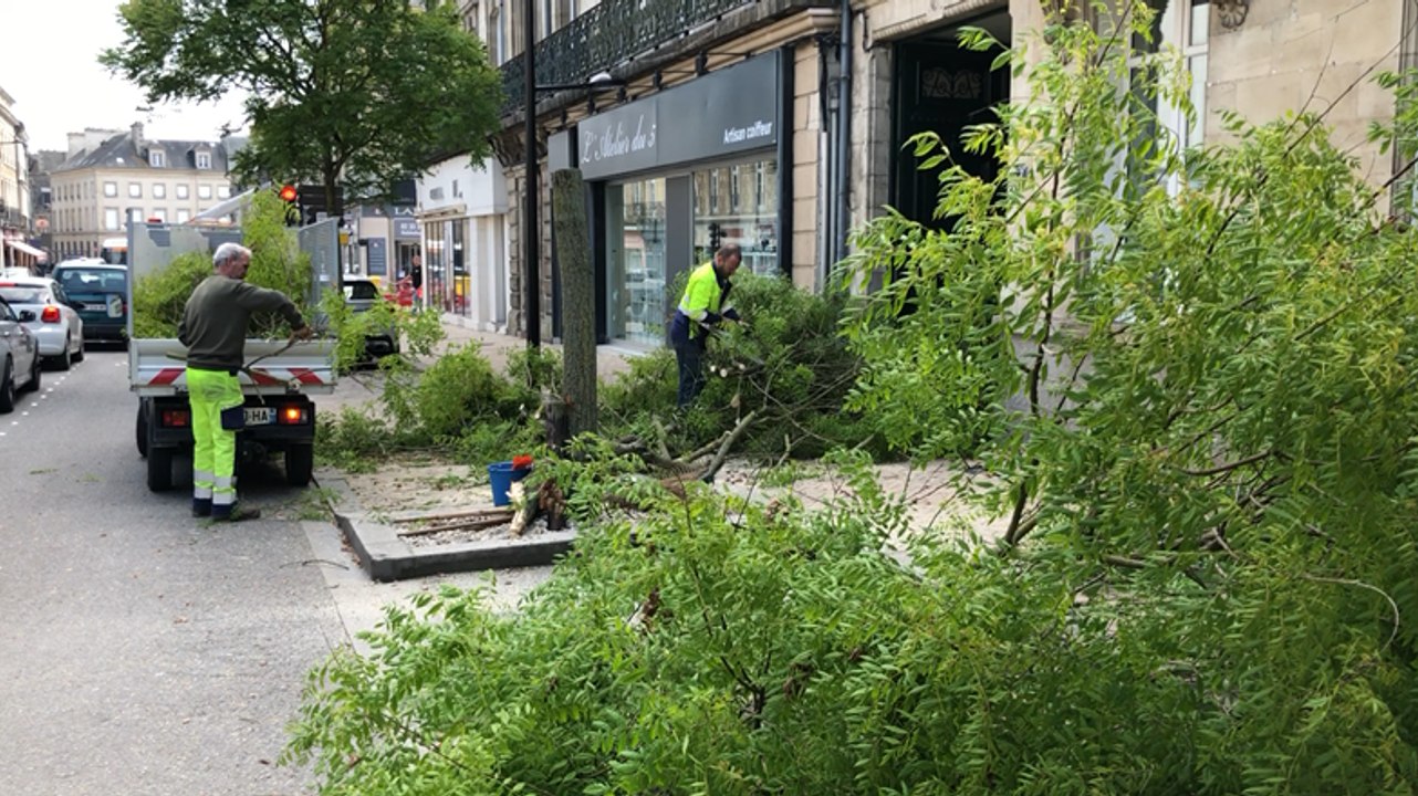 Le service espaces verts d’Alençon a dû abattre un arbre après qu’il a été percuté par un camion.