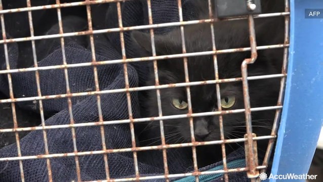 Animals rescued from flooded homes as thousands evacuate