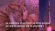 Un chat décédé va être envoyé en orbite autour de la terre
