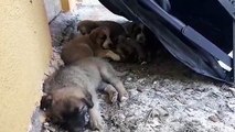 Vicdansızlar... Yavru köpekleri poşete koyup, çöpe attılar3