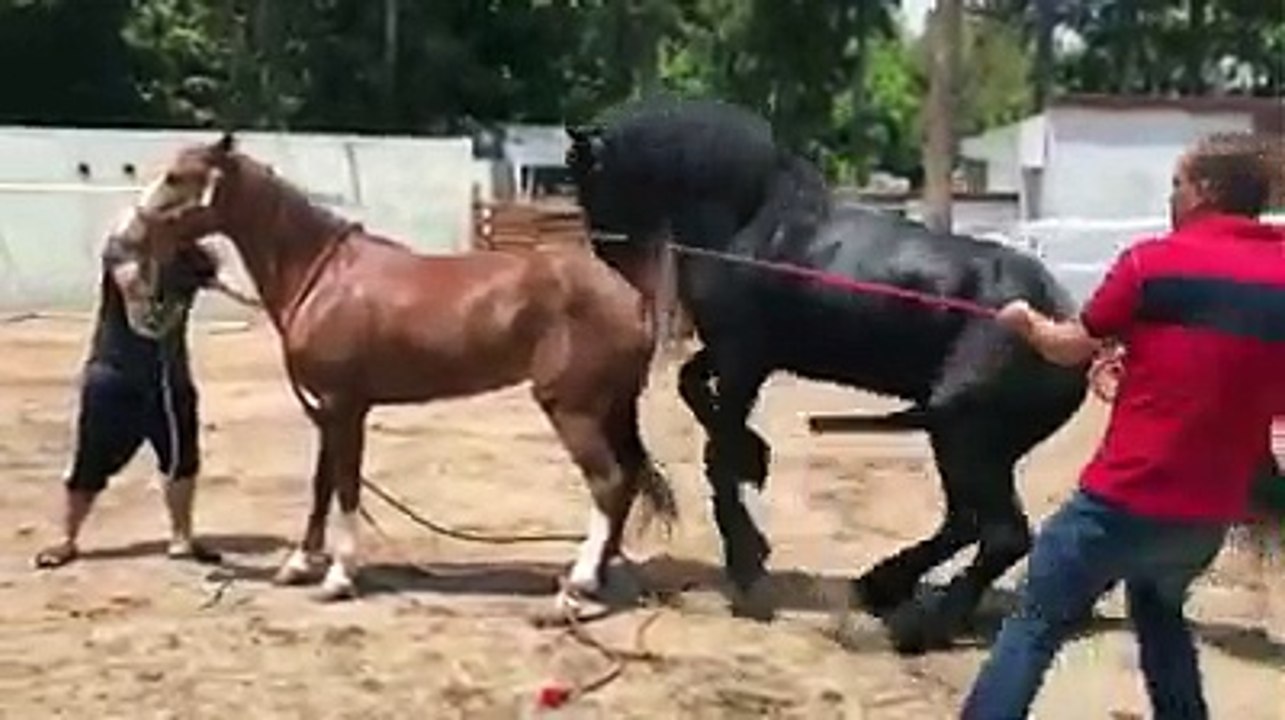 Caballos Sementales de Oaxaca