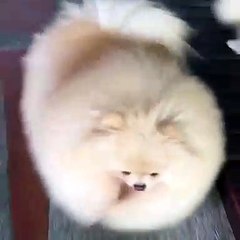 Ce chihuahua a une fourrure spectaculaire. Admirez !