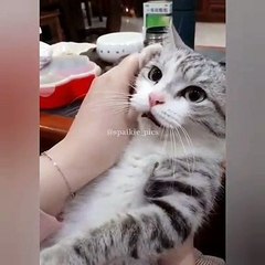 Ce chat parle au téléphone. Trop drôle !