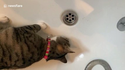 Cat chases spider for scared owner before eating it