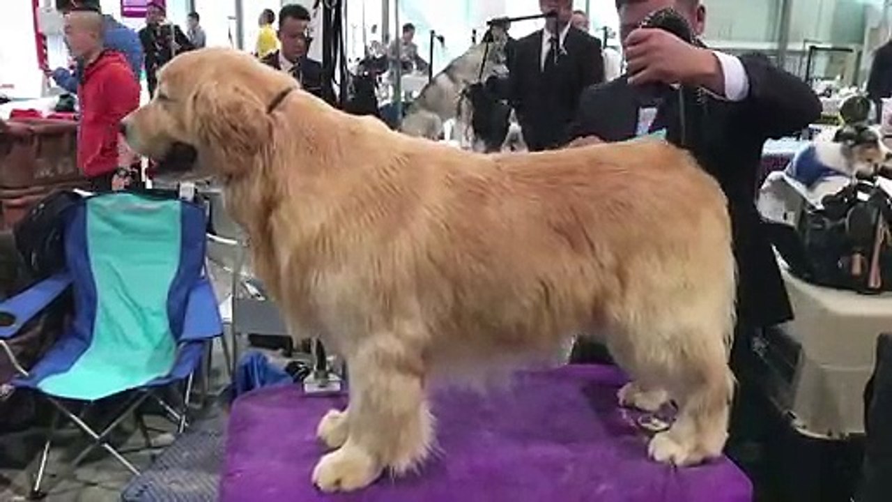 Chine: concours canin dans un pays où l'on mang...