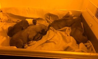 Boş arazide ağzı bağlı poşet içinde bulundular