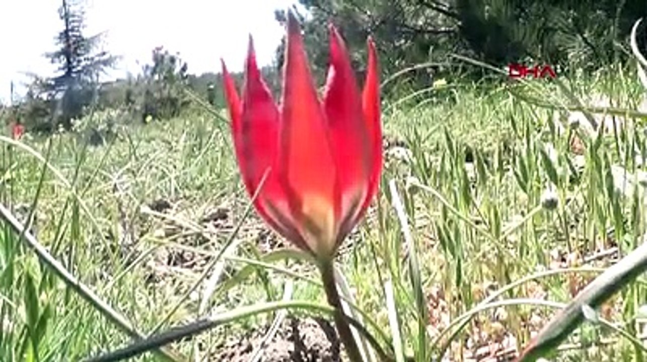 Manisa Lalesi'ni koparana 60 bin lira ceza