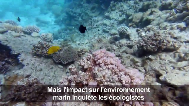 Dans les eaux de la mer Rouge, le regain du tourisme menace les coraux