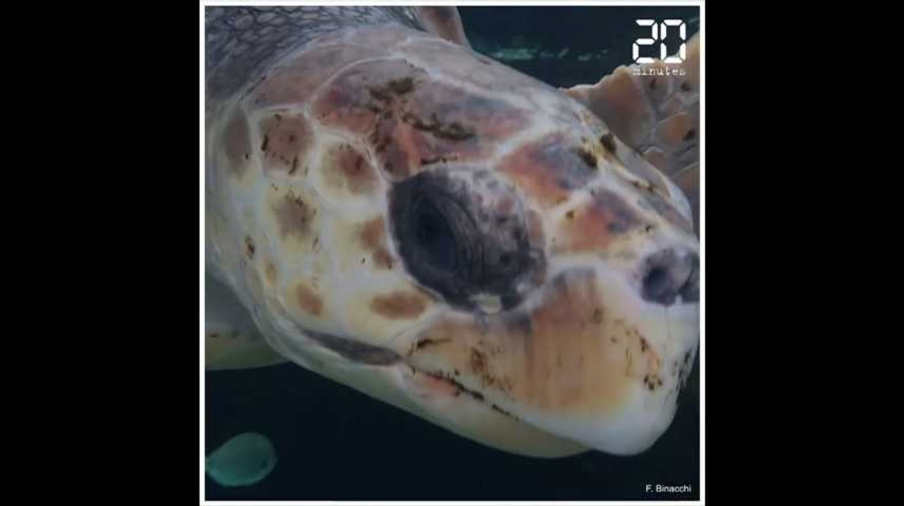 Le Musée océanographique de Monaco ouvre un «hôpital» pour tortues marines