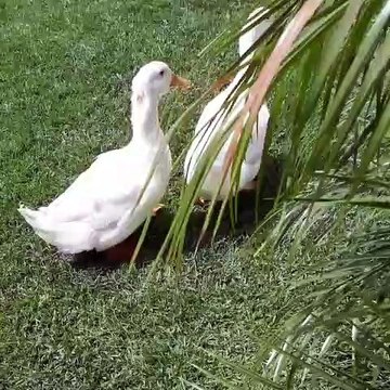Regardez ces beaux canards qui jouent ensemble. Adorable !