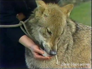 1988. 02. Evropski vukovi Dorjan i Grej